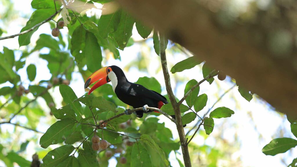 Fauna do Rio Formoso encanta visitantes durante os passeios no Eco Park Porto da Ilha Fauna do Rio Formoso encanta visitantes durante os passeios no Eco Park Porto da Ilha
