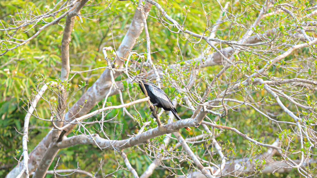 Fauna do Rio Formoso encanta visitantes durante os passeios no Eco Park Porto da Ilha Fauna do Rio Formoso encanta visitantes durante os passeios no Eco Park Porto da Ilha
